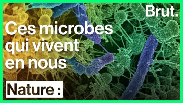 microbiote-bacteries-essentielles