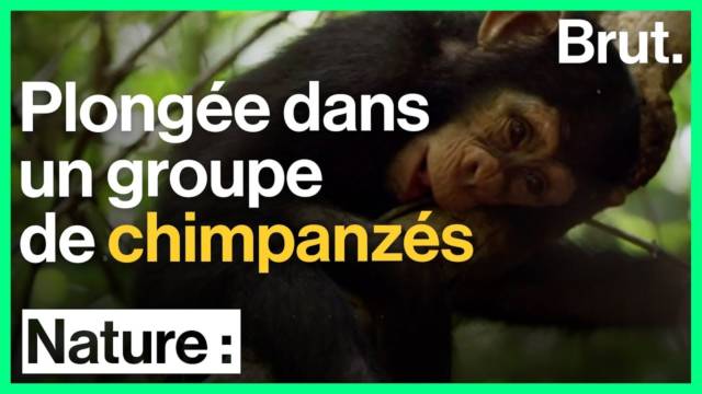 vie-chimpanze-groupe